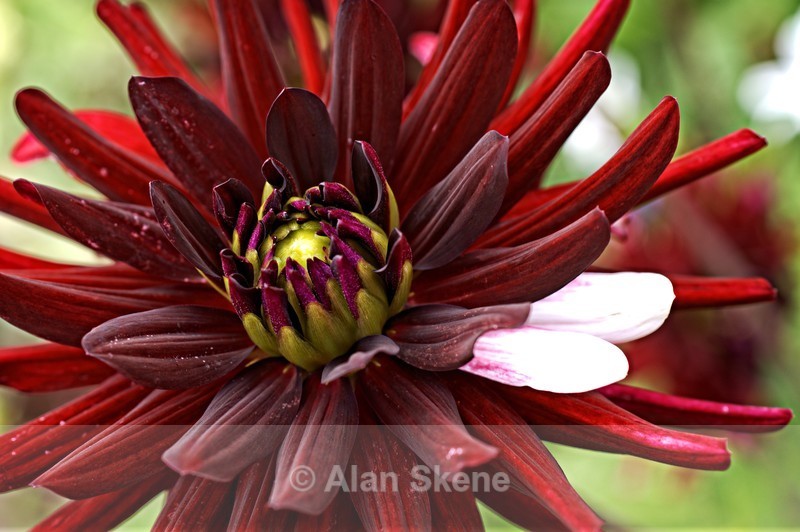 DSC05554 - Flora