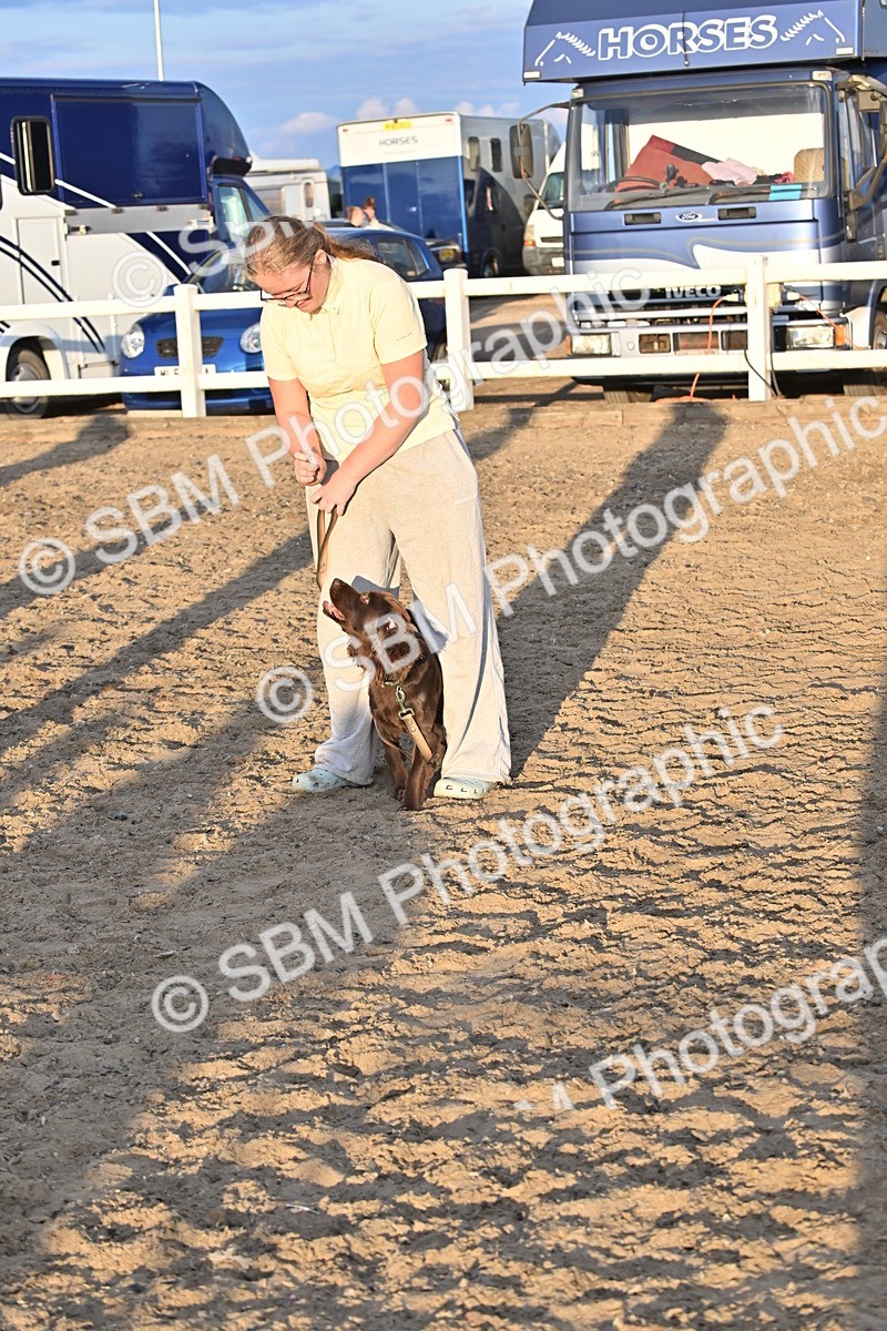 SBM_09663 - Lorry Dogs