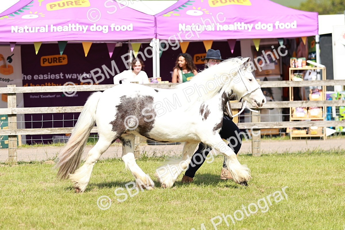 SBM_08554 - Class 63-65 - Traditional Gypsy Cobs In Hand & Ridden
