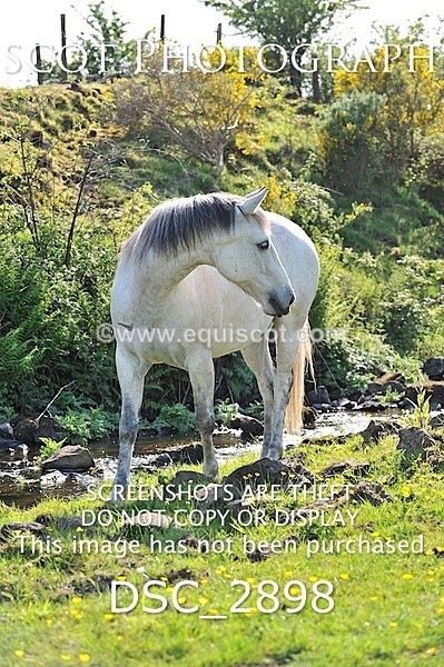 DSC_2898 - ARCHIVE REQUEST - Quincy and Guinness