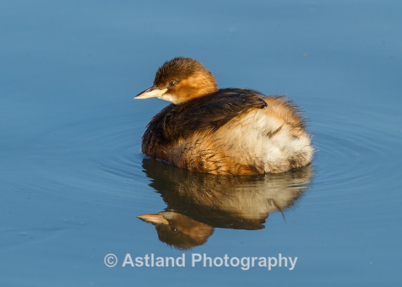 Astland Photography, Bird and Wildlife Images, Susan and Peter Wilson, U.K.