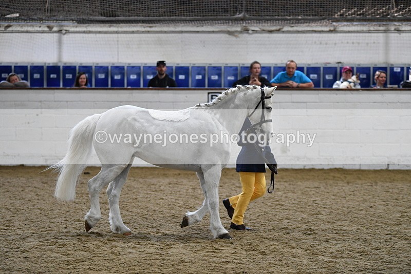 WJ5_4661 - Class 3 Part Bred In hand