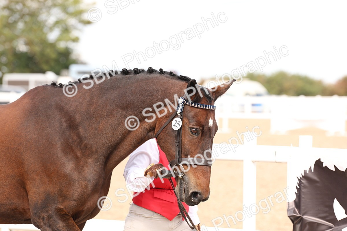 SBM_15326 - Class 210- IH Show Horse