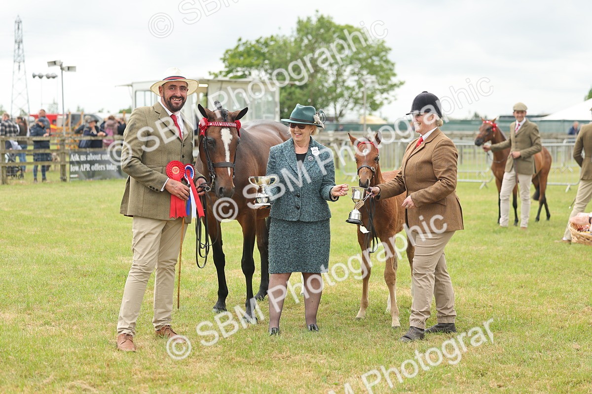SBM_05587 - Class 68-73 - Riding Pony Breeding