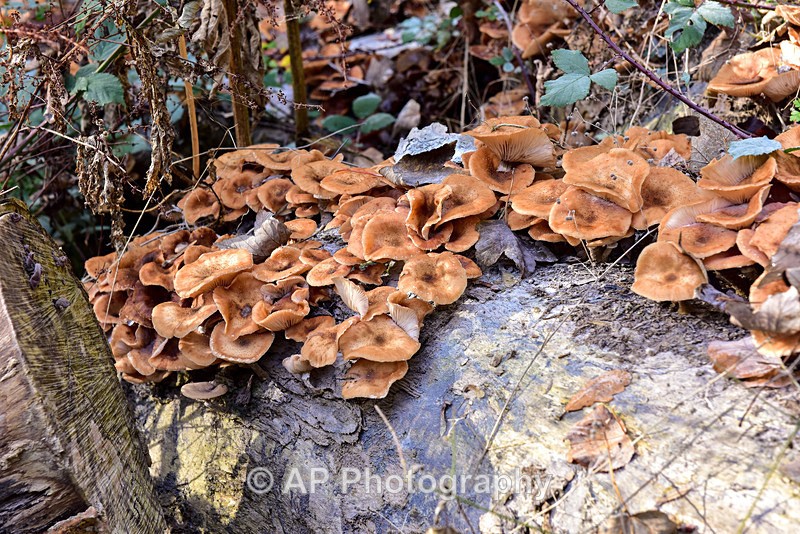 Fungus_ACP_8502 - Fungi