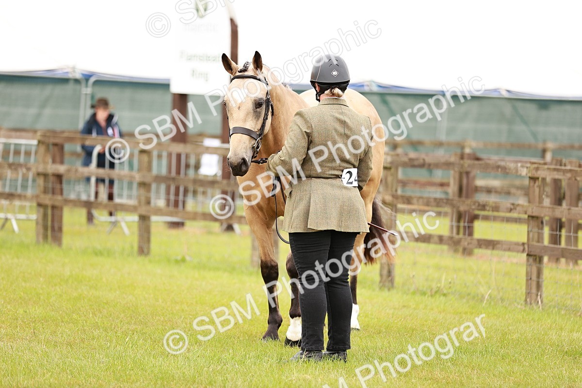 SBM_00720 - Class 26-30 Sport Horse In Hand