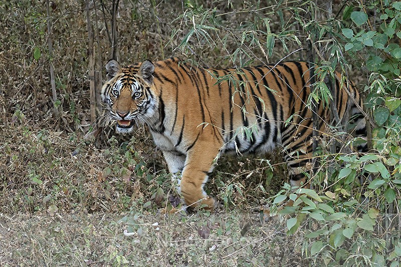 Tiger cub emerging from jungle, Bandhavgarh Reserve, India - Tiger