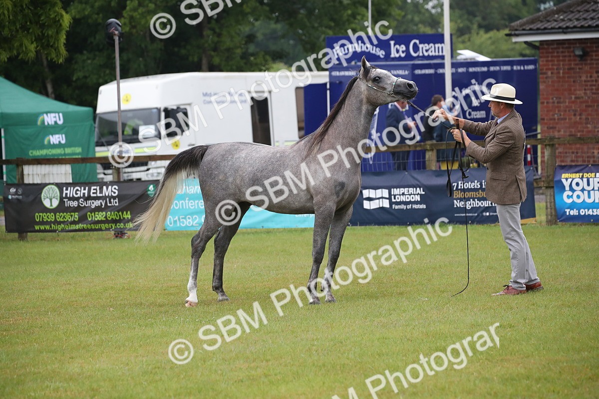 SBM_00001 - Class 17-20 - Arab & Part Bred - Anglo Arab In Hand