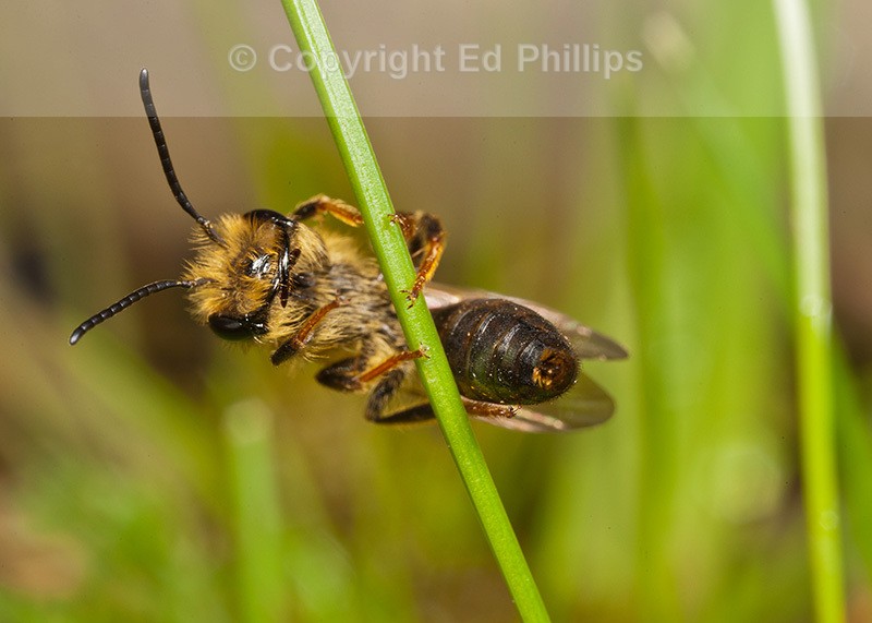 Andrena bucephala (m)