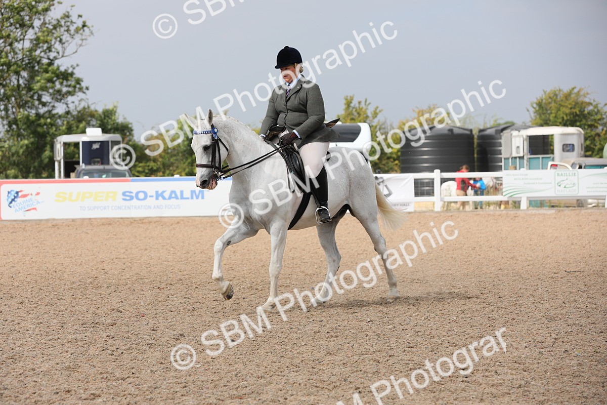 SBM_13351 - Class 308 Ridden Coloured Horse