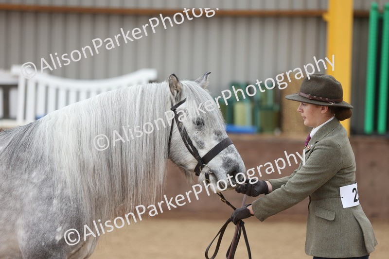 20251109-1036 - Class 28 - Mares 4 Years and over