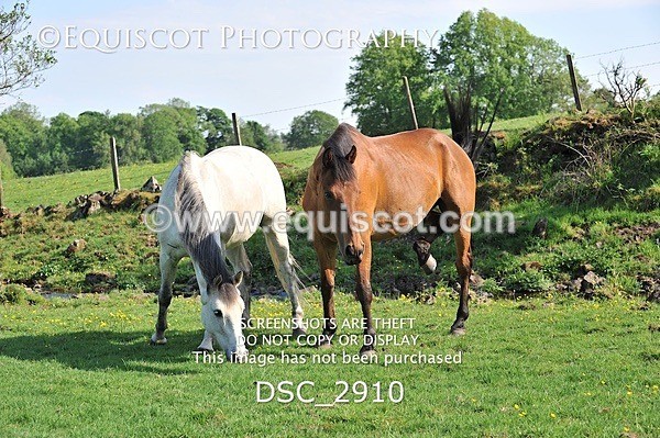 DSC_2910 - ARCHIVE REQUEST - Quincy and Guinness