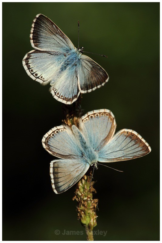 A Couple of Chalk-hill Blues - Butterflies, Dragonflies and Demoiselles