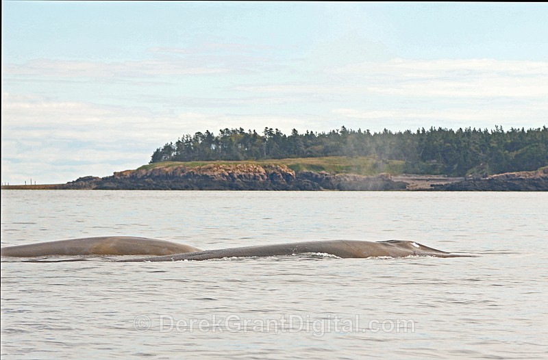 Balaenoptera physalus (cow + Calf) - Whales / Sea Mammals