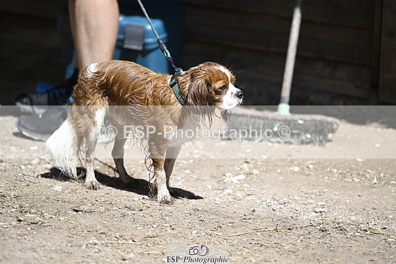 240728B-115523-00355 - Sunday Stable Shots and Fancy Dress
