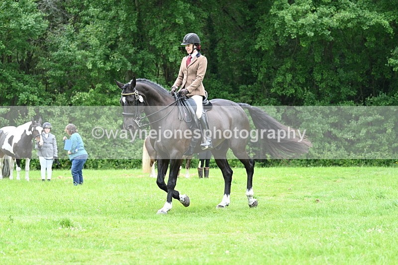 WJ7_4112 - Class 14A Handsome Gelding