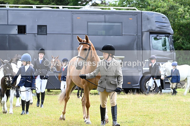 WJ7_6545 - Class 5 Handsome Gelding in hand