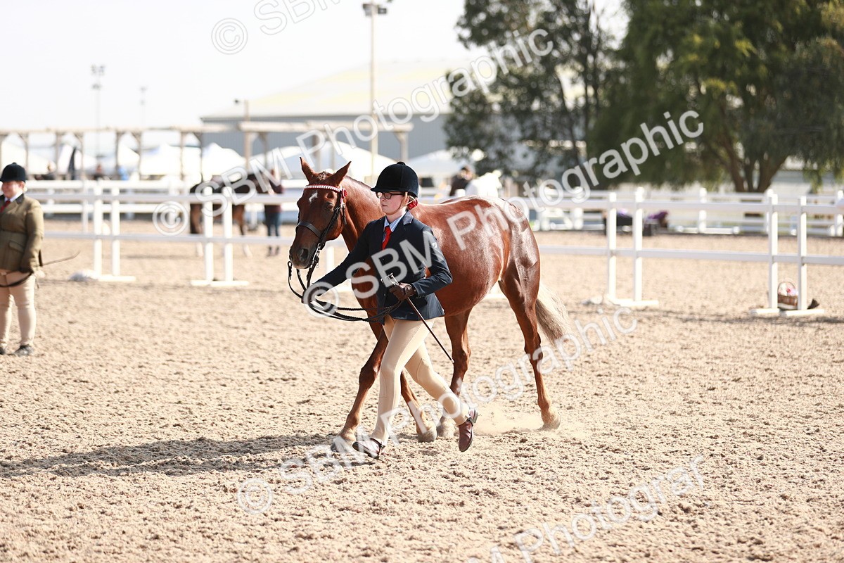 SBM_11098 - Class 205 IH Show Pony/ Show Hunter Pony