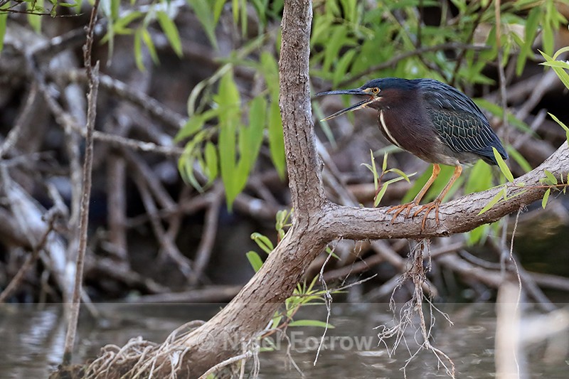 Green Heron open bill, Venice Rookery, Florida - Green (Green-backed) Heron