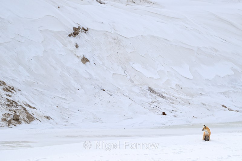 Red Fox sitting, Hayden Valley, Yellowstone National Park - Red Fox