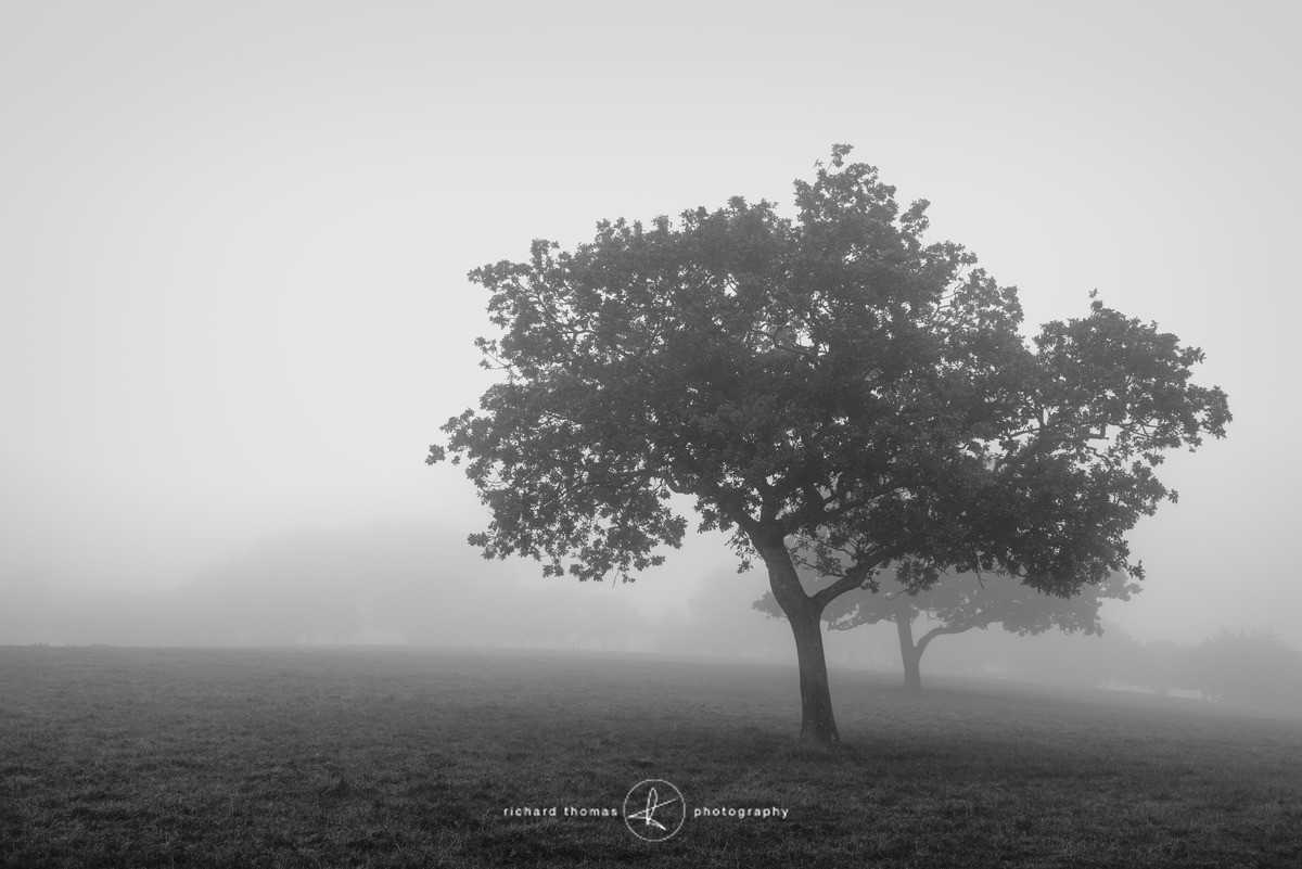 Diminishing return - Mono Mist Trees