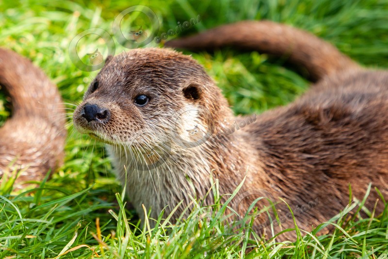 european otter lutra lutra-8283 - UK Wildlife
