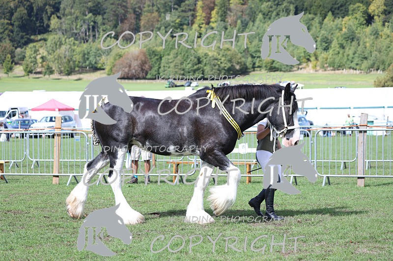 APP_3413 - Class 6 Young Handlers