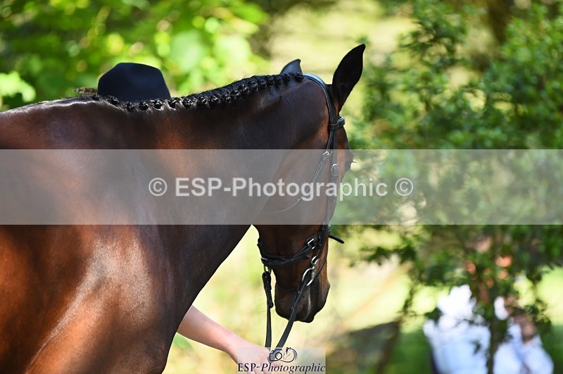 230524-161136-00750 - 254-PURE_TRENDSETTER-Ellie_Fredericks-WEDTrotUp+DR