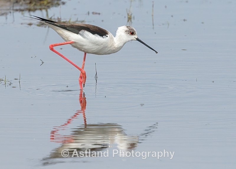 Astland Photography, Bird and Wildlife Images, Susan and Peter Wilson, U.K.