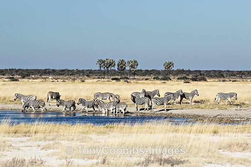 Burchills Zebra - Etosha National Park ~ Mammals