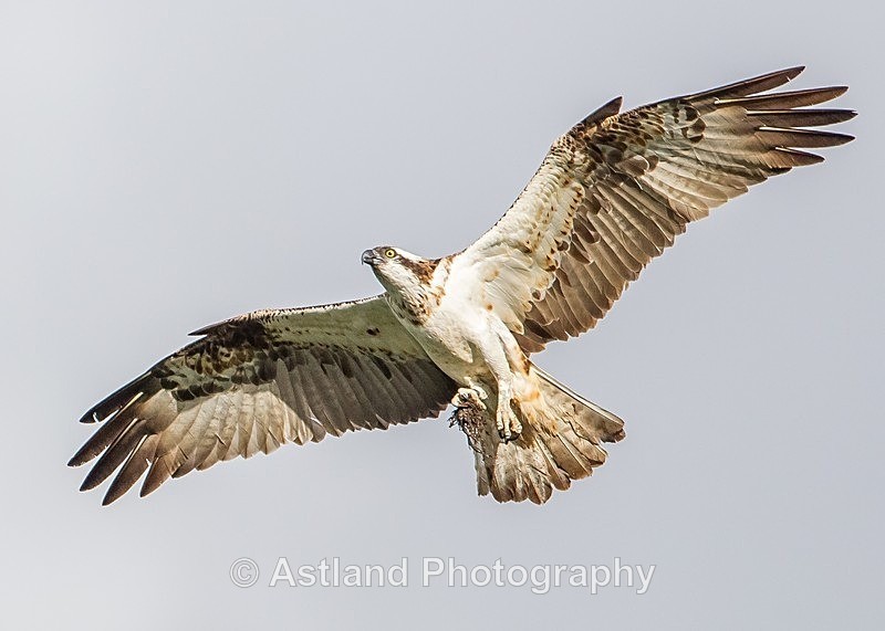 Astland Photography, Bird and Wildlife Images, Susan and Peter Wilson, U.K.