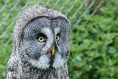 great grey owl stryx nebulosa-7260 - Our Birds