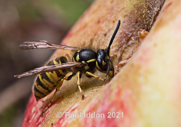 Wasp drinking apple juice - Macro