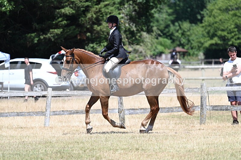 WJ7_3014 - Class 7 Riding Club Show Horse