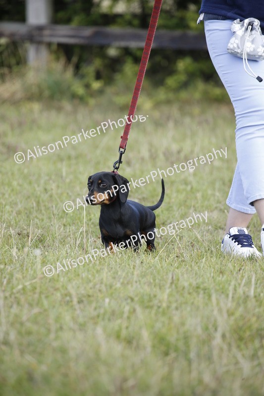 20250831-3744 - Dog Show