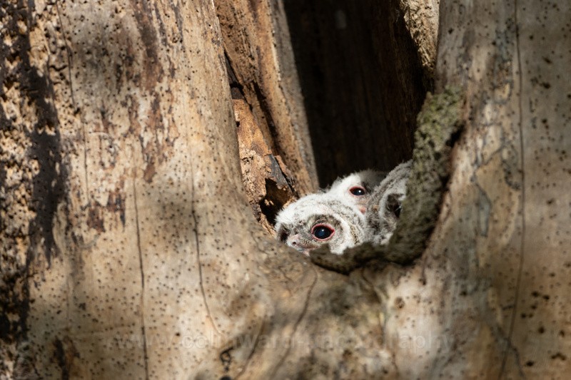 Tawny owl chicks    ref 1777 - macro and nature.