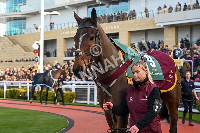 250125-Race 3-Torn And Frayed-3201 - Race 3