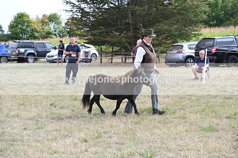 WJ6_6993 - Class 21 Shetland & Mini Horses