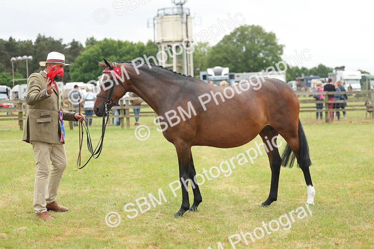 SBM_05594 - Class 68-73 - Riding Pony Breeding
