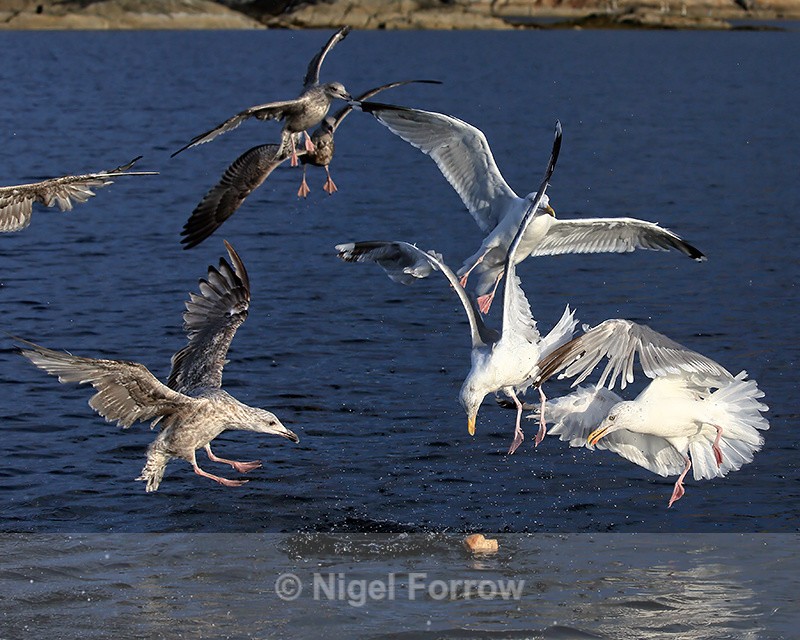 Herring Gulls dive on bread in water, Flatanger, Norway - Herring Gull
