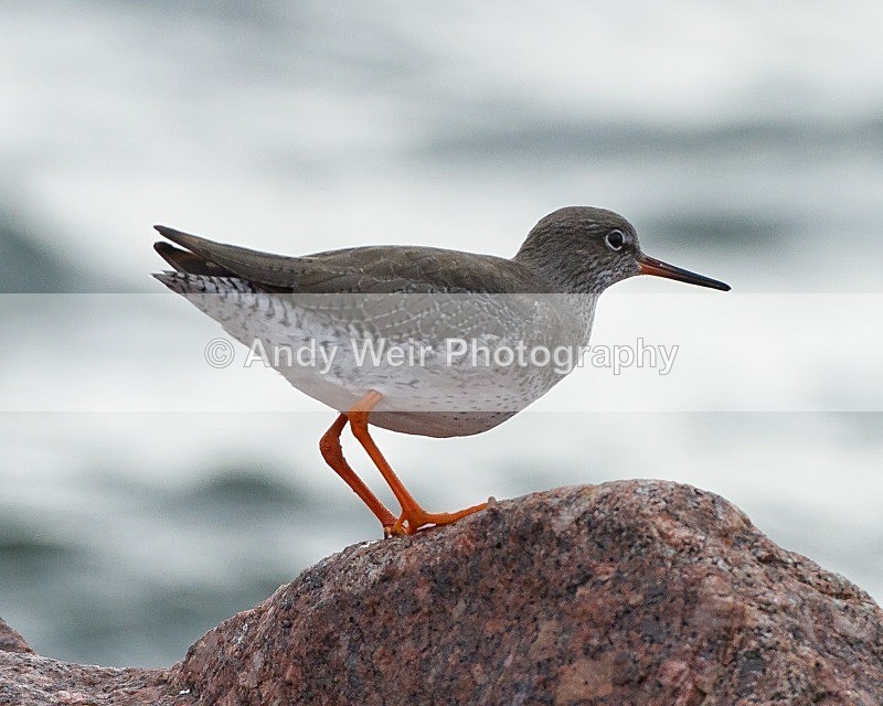 20110927-_MG_6998 - Redshank