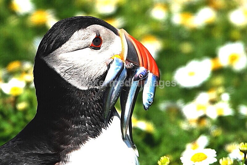 DSC00369 - Skomer 2019