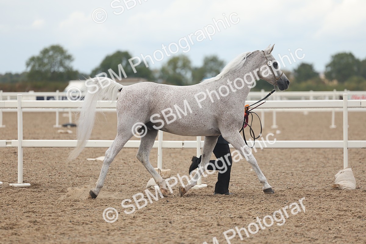 SBM_07964 - Class 28 - IH Veteran Horse