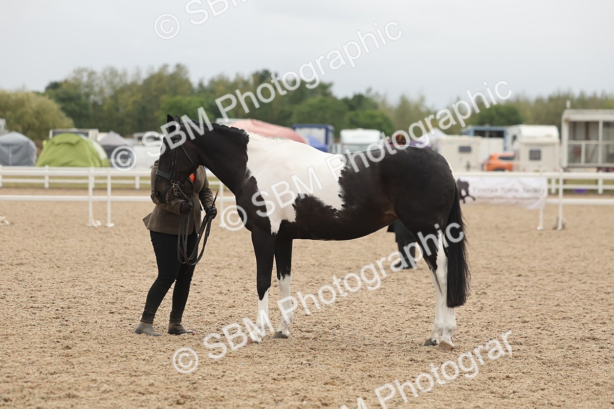 SBM_19820 - Class 318 - IH Part Bred Horse-Pony