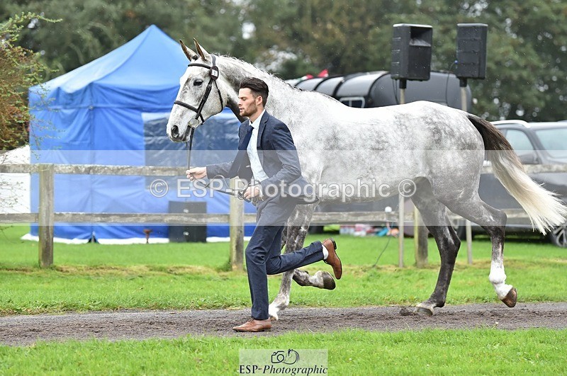 231018-124756-00527 - 067-WHIXLEY.QUALITAS-Barnie.Brotherton-TrotUp