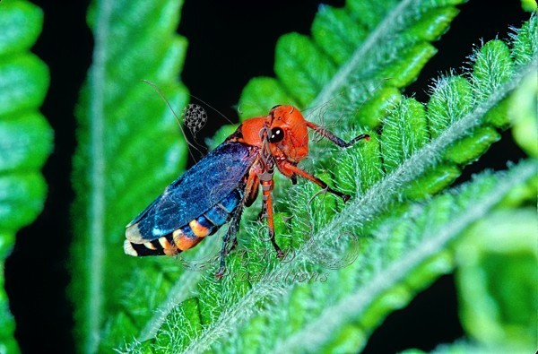 Leaf Hopper - S.A. - ANIMALS