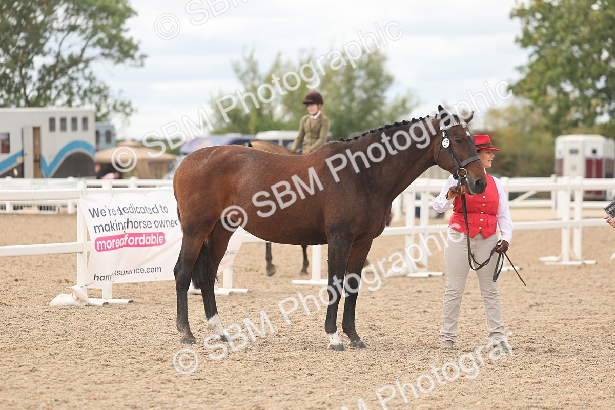 SBM_17013 - Class 312 - IH Competition Horse-Pony