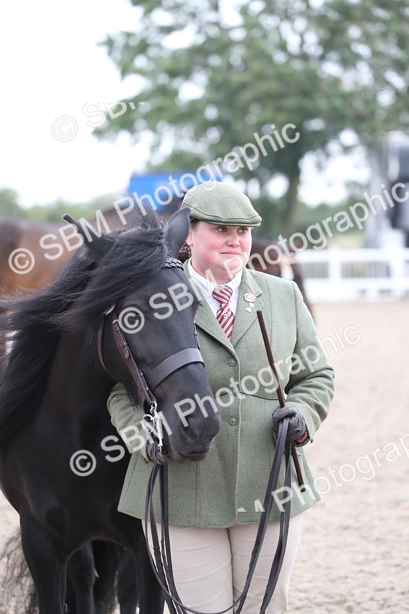SBM_17994 - Class 317 IH Pure bred Horse/Pony