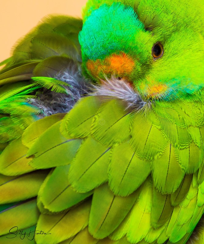 Green Parrot 1