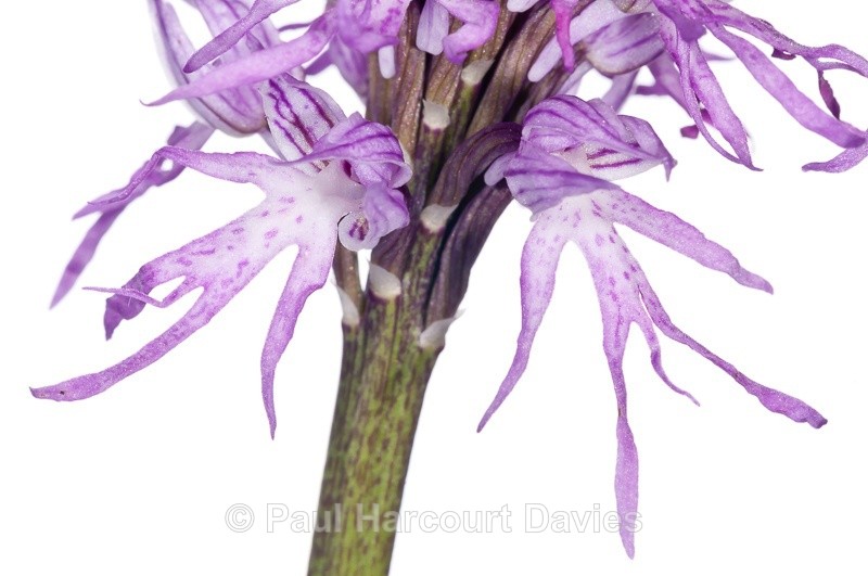  - WB: Orchids - Various